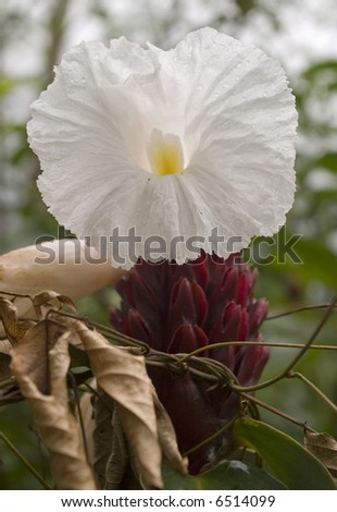 Exotic Mexican Flower, drops and recreate the flower every day, Chiapas Mexico