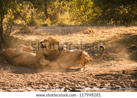 Older lion biting younger lion\'s leg in a fight