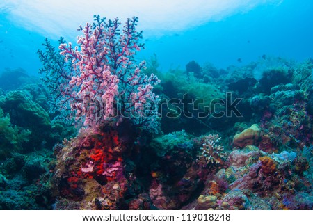 Underwater coral, fish, and plants Bali, Indonesia