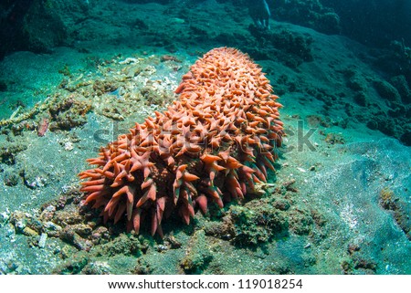 Bright red sea cucumber (Holothuroidea), Bali, Indonesia