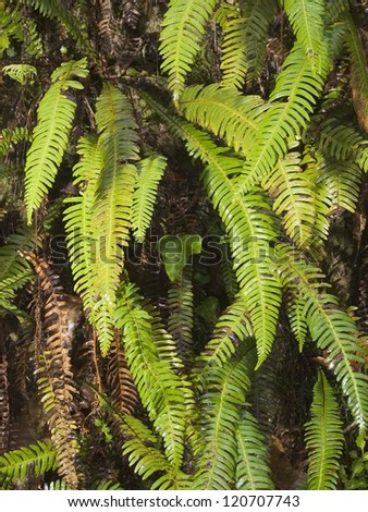 Ferns hanging from a rock wall in the Eume Fragas, Galicia, Spain