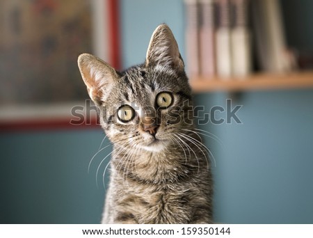 Cat with head tilted indoors. Cat is looking at camera.