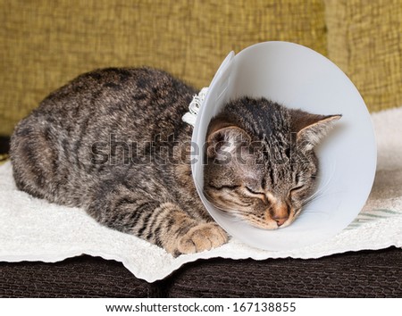Sleeping Cat With An Elizabethan Collar Inside Home