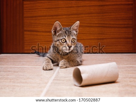 Kitten playing with a cardboard toilet paper roll inside home