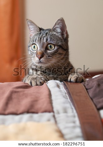 Cat portrait inside home. Portrait of an european cat.