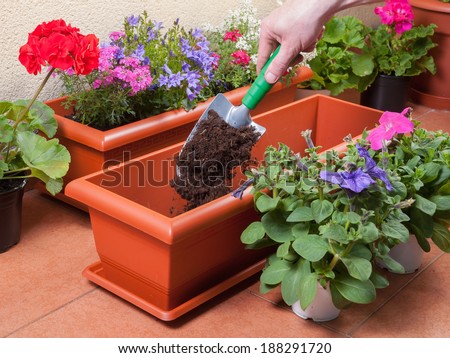 Transplanting plants flowers in a terrace