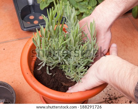 Transplanting lavender plant in a terrace at home.