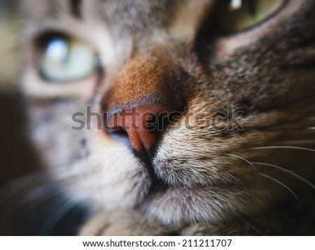 Nose cat in a extreme close up photo