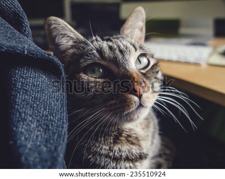 Cat resting on the lap of a person at home