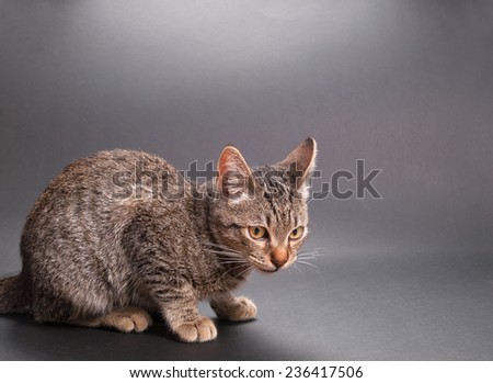 Little cat isolated on grey background in a studio shot with copy space