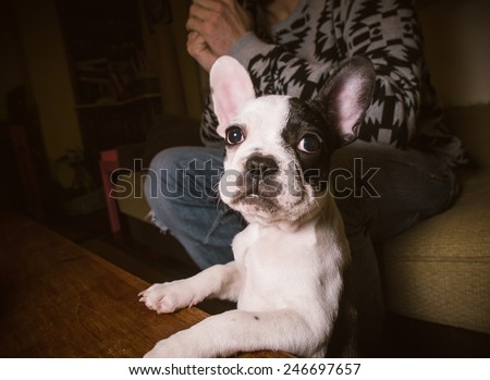 Little french bulldog at home and looking at camera.