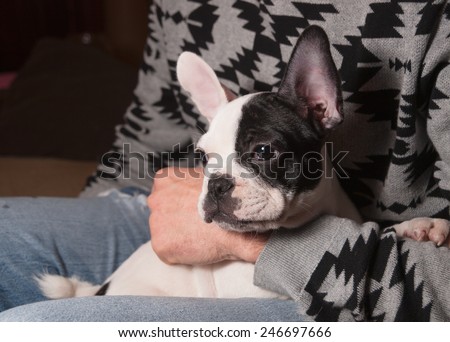 Puppy french bulldog in the lap of a person at home