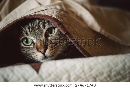 Tabby cat hiding under a blanket at home