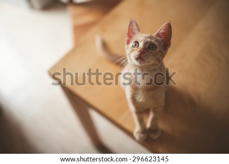 Little kitten on a table at home. Kitty is looking up.