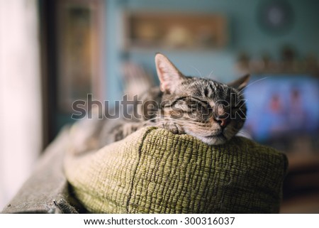 Tabby cat sleeping on the top of a couch at home