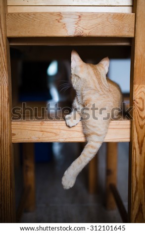 Orange kitten on a chair of the kitchen in a rear view.