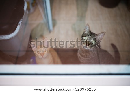Two cats waiting in front of the terrace door. Cats want to go out