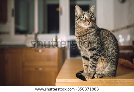 Tabby cat on the top of the table in the kitchen at home