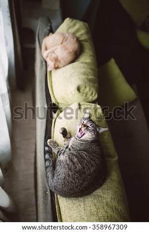 Two cats sleeping on the top of a couch at home, the tabby cat is yawning