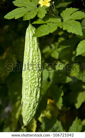 balsam pear, also called bitter melon a popular health food in east asia,  a photo taken in a farm land.