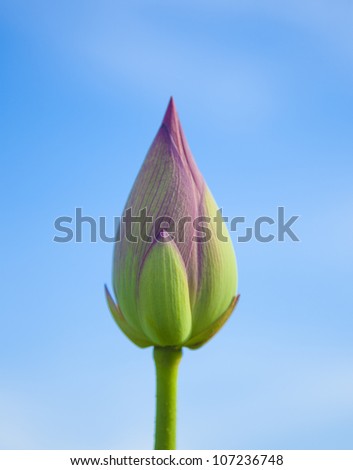 lotus flower bud with green stem and petals and pink top under blue sky