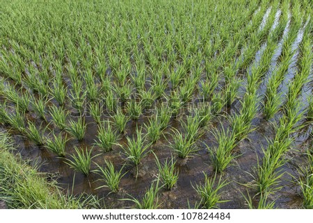 young rice plant in south east China, this is the second round rice, also called late rice, start growing in summer, harvest in fall