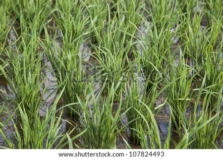 young rice plant in south east China, this is the second round rice, also called late rice, start growing in summer, harvest in fall