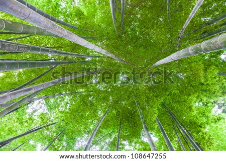 Bamboo Plan View