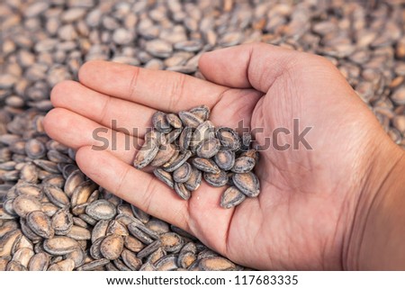 water melon seeds in hand