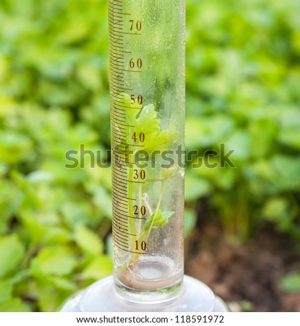 gradution cylinder with celery sapling inside in the outdoor, doing research in the celery field