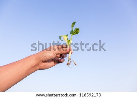 hand hold a vegetale bok choi sapling and lift in the blue sky