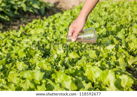 watering lettuce field with soil solution in field