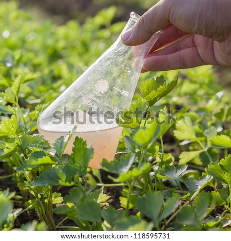 flask with soil solution in hand in the celery field