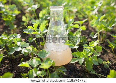 soil solution in the flask in the celery garden