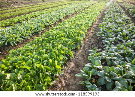 vegetable garden in the country side with different vegetables growing