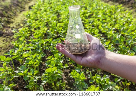 flask with soil in it in the celery field, doing lab test with the soil