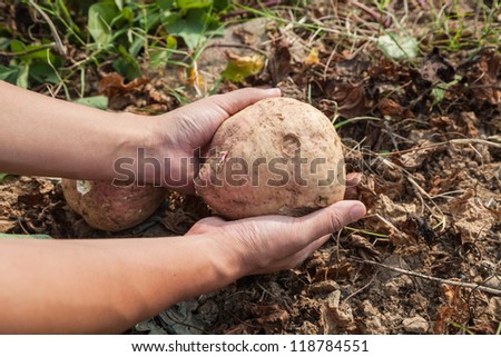 hand showing a sweet potato, also called yam in the land,