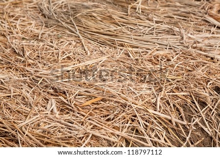 vegetable bed covered with rice straw