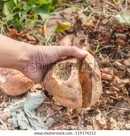 hand showing a broken sweet potato, also called yam in the land,the yam was eated by mouse