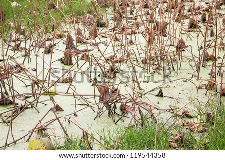 lotus pond in the fall, farmer will collect these lotus root for food in winter