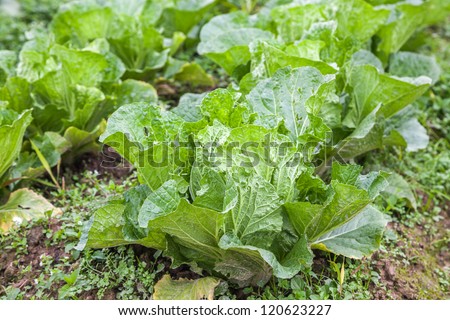 chinese cabbage field in the country side