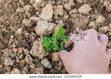 pisum seedling in the field