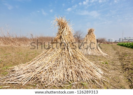 rice straw stack in the field under blue sky