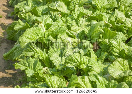 mastered mustard vegetable growing in the garden, a green vegetable with large leaves, it is mostly used for salted vegetables