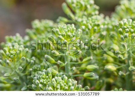 broccoli in the garden macro shoot