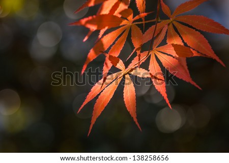 red maple tree leaves