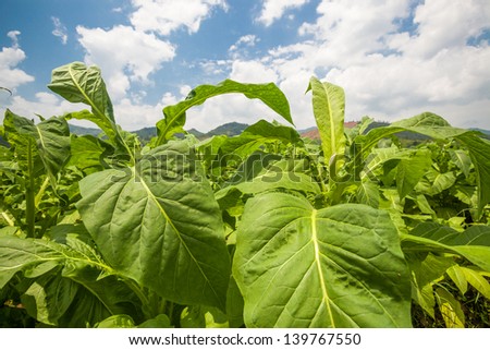 tobacco field under blue sky