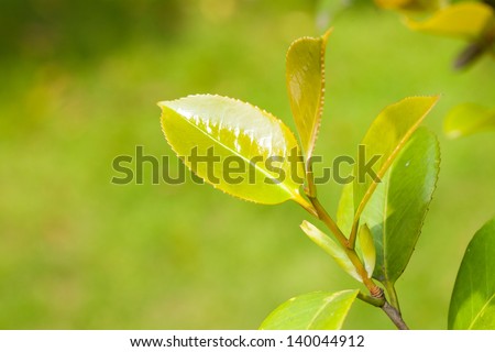 tea plant budding in the spring