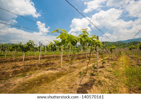 kiwi fruit field growing under blue sky with white clouds