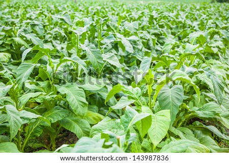tobacco field